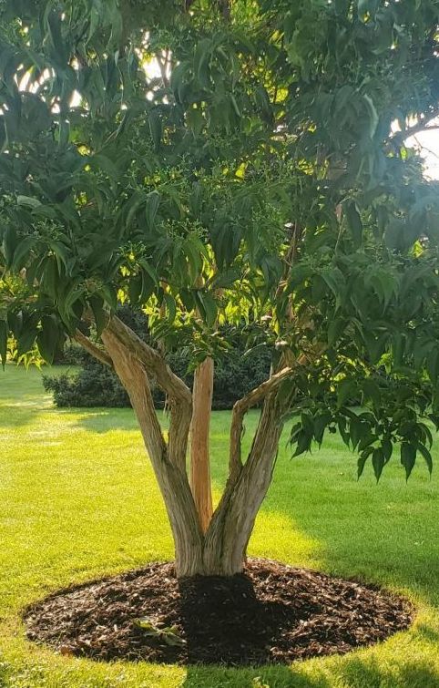 Why Choose Elevation Tree Service