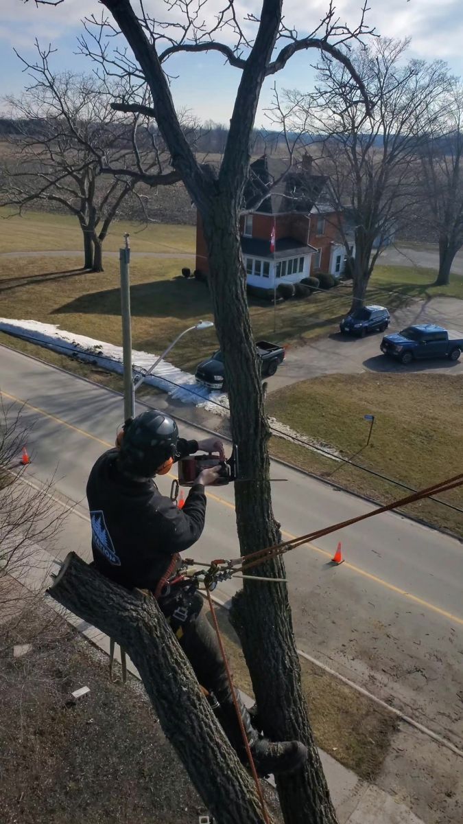 Why Choose Elevation Tree Service